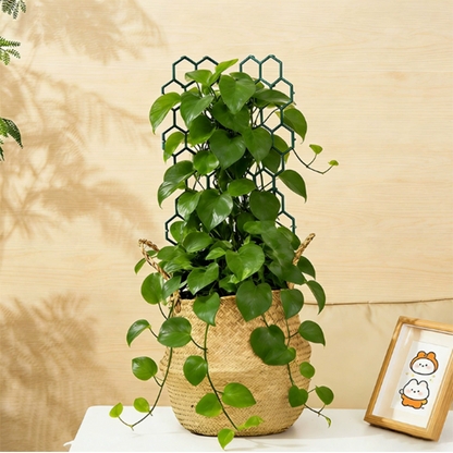 🌿Honeycomb Plant Trellis – Rust-Proof, Stackable, Easy Install 🐝